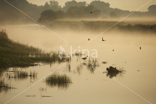 White Stork (Ciconia ciconia)