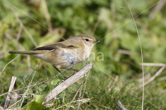 Oostsiberische Tjiftjaf (Phylloscopus collybita tristis)