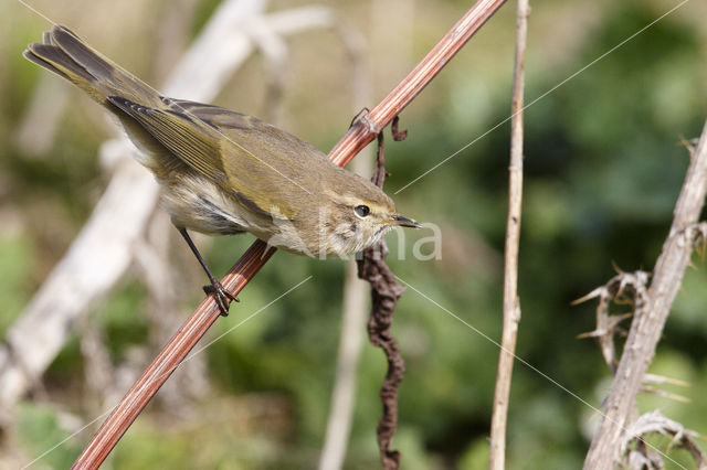 Siberian Chiffchaff (Phylloscopus collybita tristis)