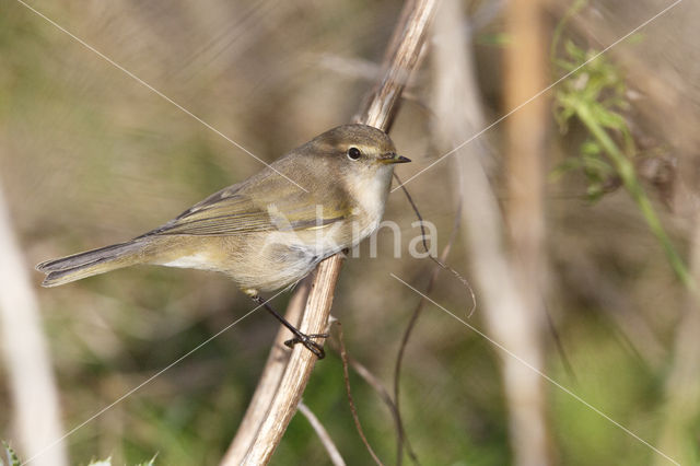 Oostsiberische Tjiftjaf (Phylloscopus collybita tristis)