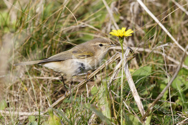 Siberian Chiffchaff (Phylloscopus collybita tristis)