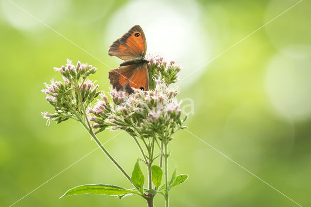 Oranje zandoogje (Pyronia tithonus)