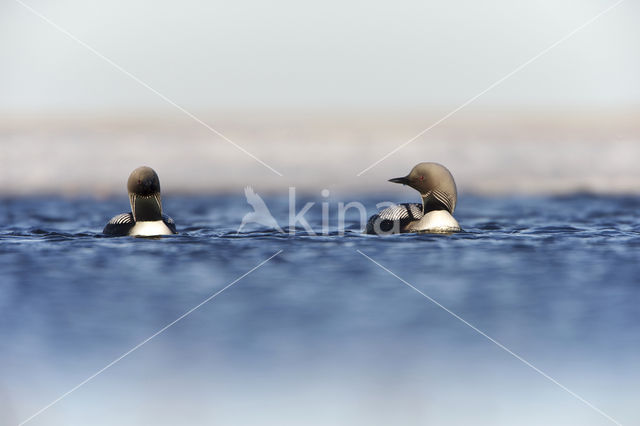 Pacific Loon