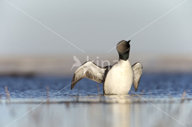 Pacific Loon