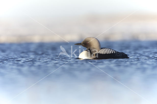 Pacific Loon