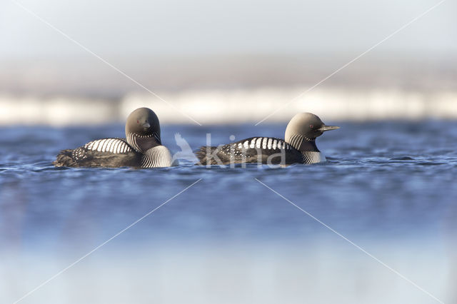 Pacific Loon