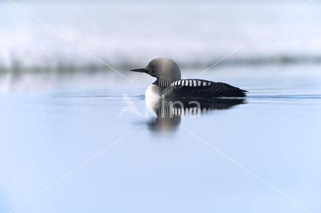 Pacific Loon