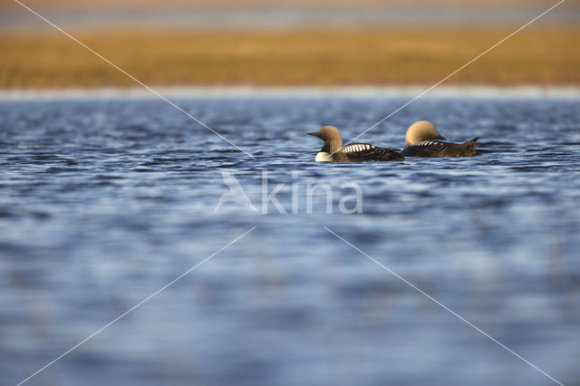 Pacific Loon