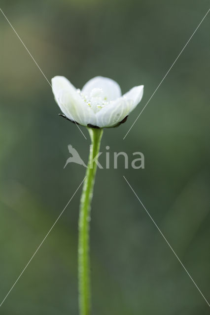 Northern Grass-of-parnassus (Parnassia palustris)