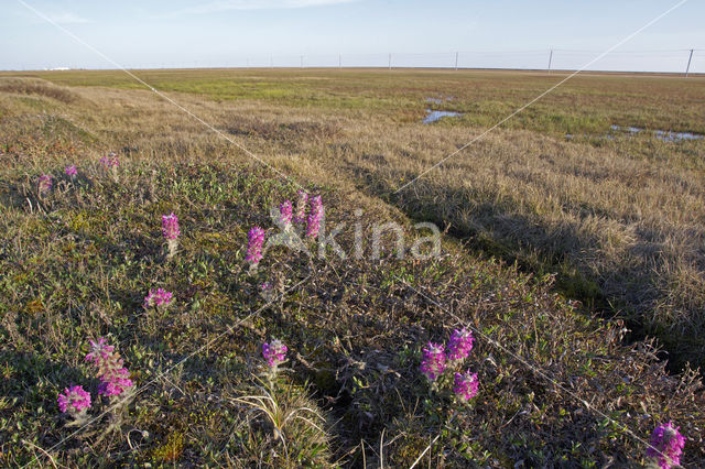 woolly lousewort (Pedicularis lanata ssp lanata)