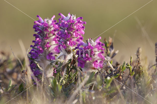 Pedicularis lanata ssp lanata