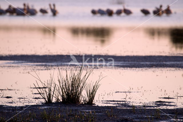 Pelican (Pelecanus spec.)