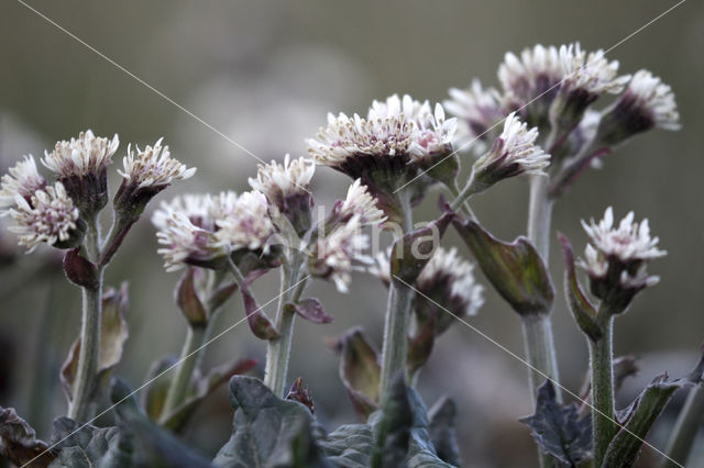 Petasites frigidus