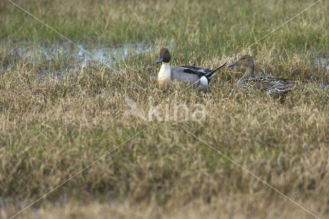 Northern Pintail (Anas acuta)