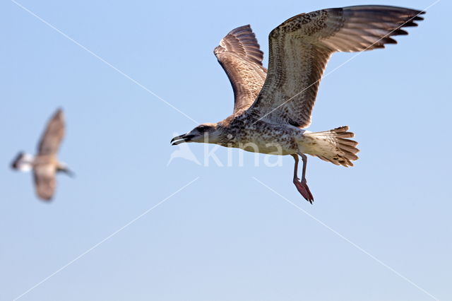 Pontische Meeuw (Larus cachinnans)