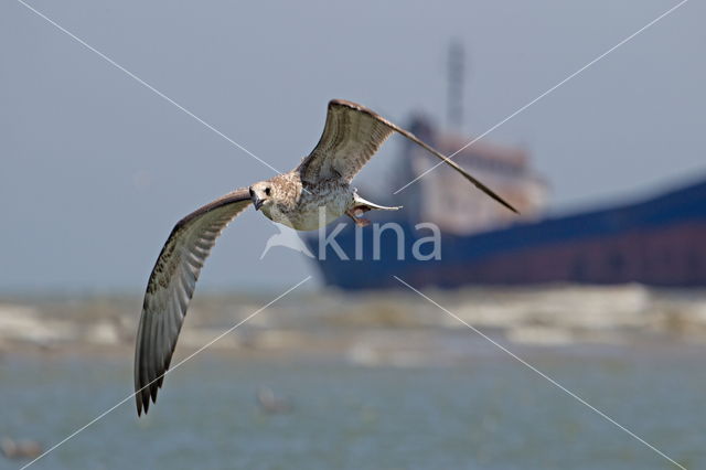 Pontische Meeuw (Larus cachinnans)