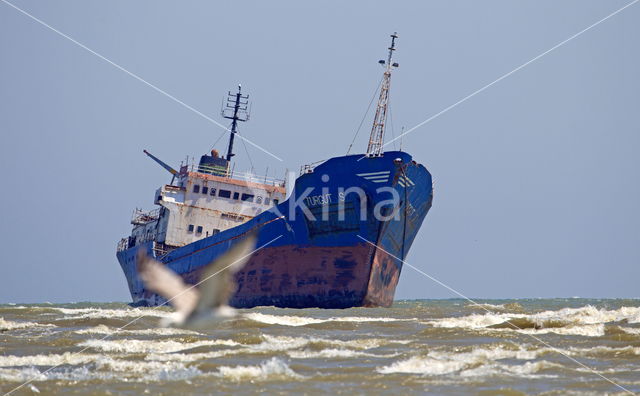 Caspian Gull (Larus cachinnans)