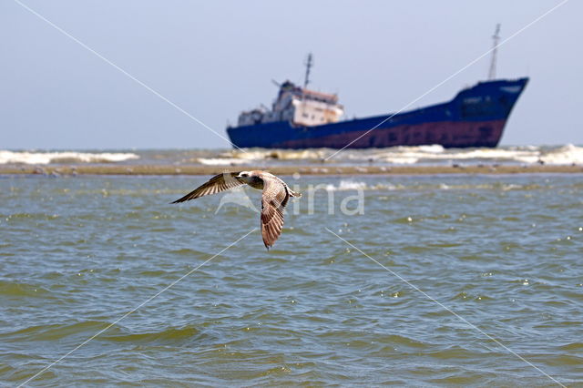 Pontische Meeuw (Larus cachinnans)