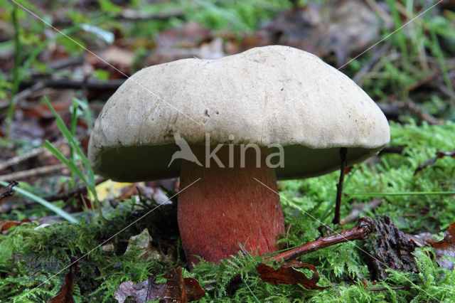 Pronksteelboleet (Boletus calopus)