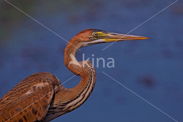 Purperreiger (Ardea purpurea)