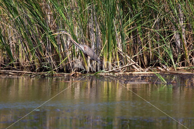 Purperreiger (Ardea purpurea)