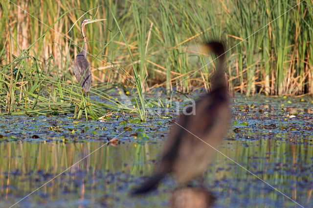 Purple Heron (Ardea purpurea)