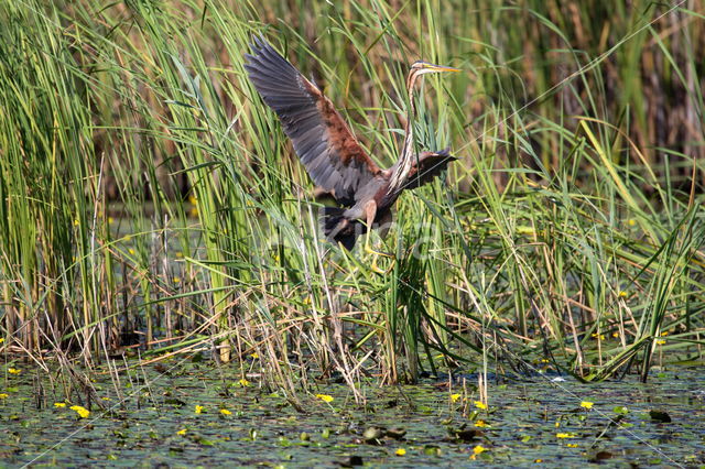 Purperreiger (Ardea purpurea)