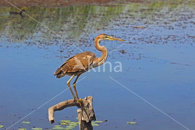 Purperreiger (Ardea purpurea)