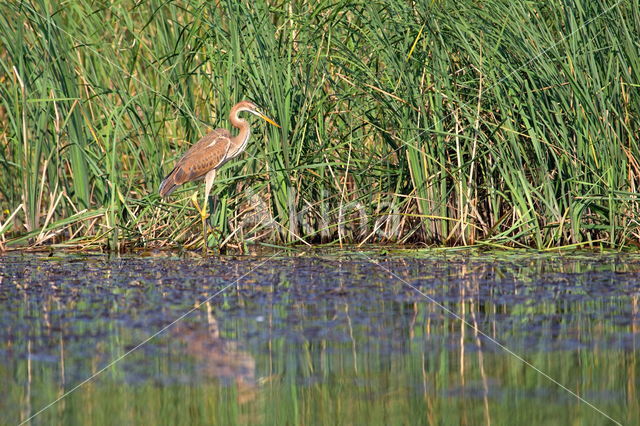 Purperreiger (Ardea purpurea)