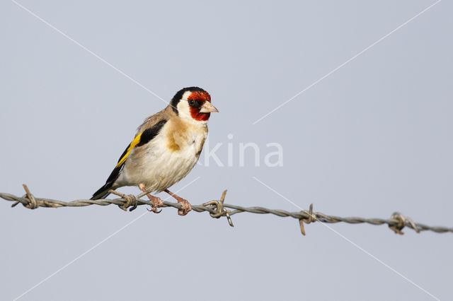 European Goldfinch (Carduelis carduelis)