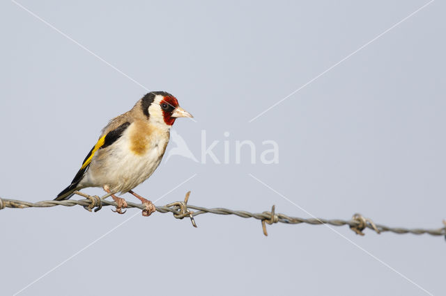 European Goldfinch (Carduelis carduelis)