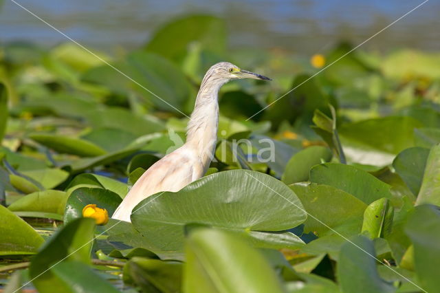 Squacco Heron (Ardeola ralloides)