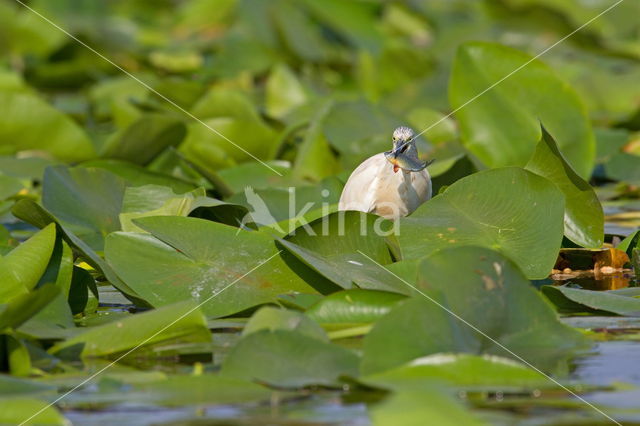 Ralreiger (Ardeola ralloides)