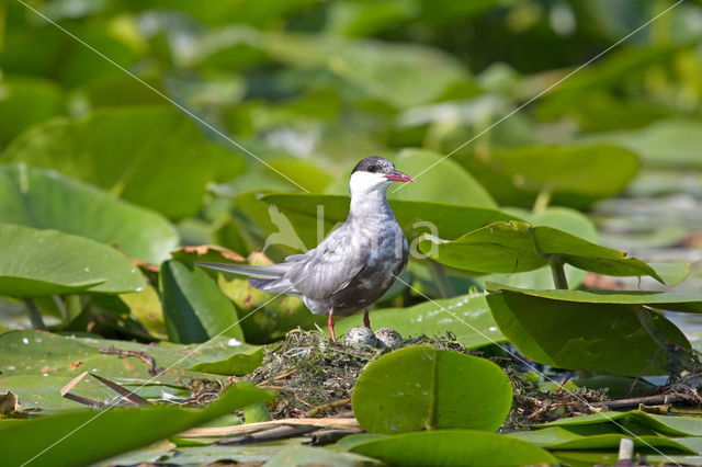 Ralreiger (Ardeola ralloides)