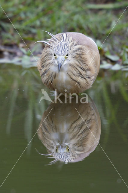 Squacco Heron (Ardeola ralloides)