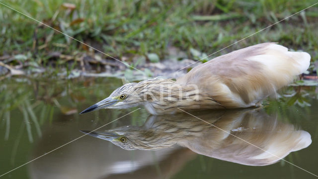 Squacco Heron (Ardeola ralloides)