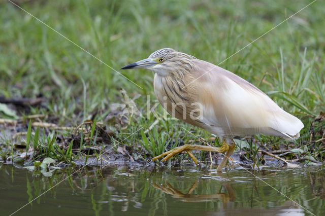 Squacco Heron (Ardeola ralloides)