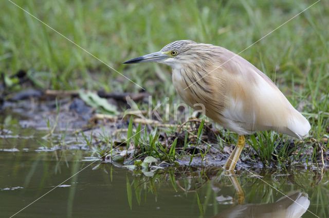 Squacco Heron (Ardeola ralloides)