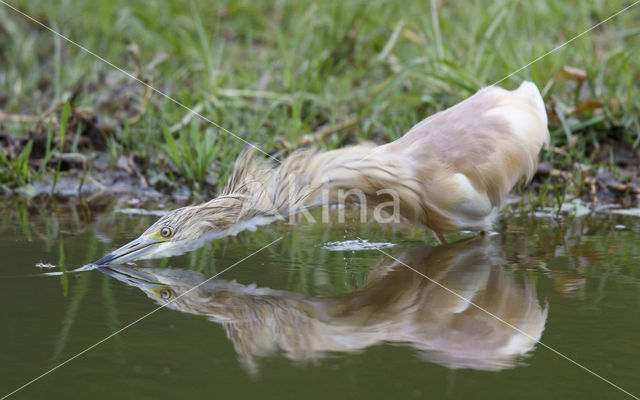 Squacco Heron (Ardeola ralloides)