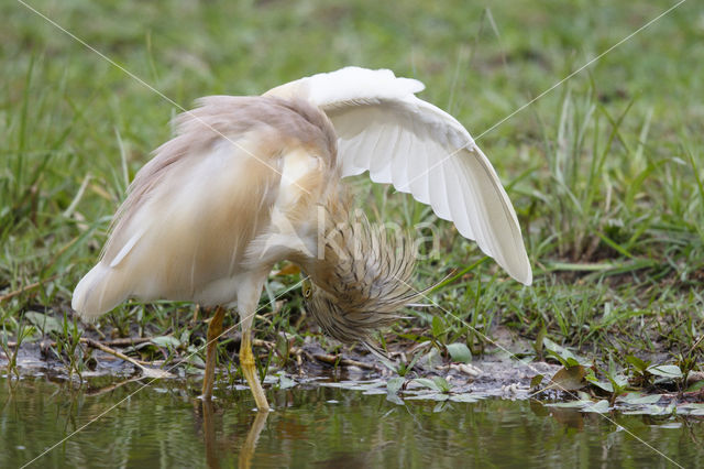 Squacco Heron (Ardeola ralloides)