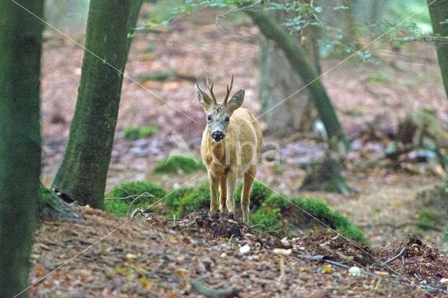 Roe Deer (Capreolus capreolus)