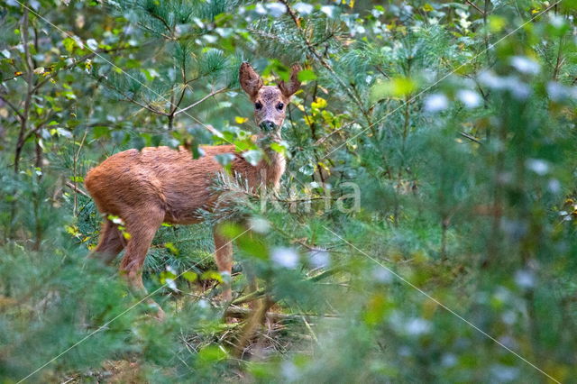 Roe Deer (Capreolus capreolus)