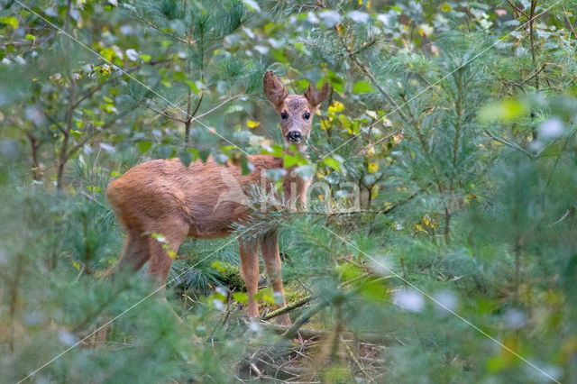 Ree (Capreolus capreolus)