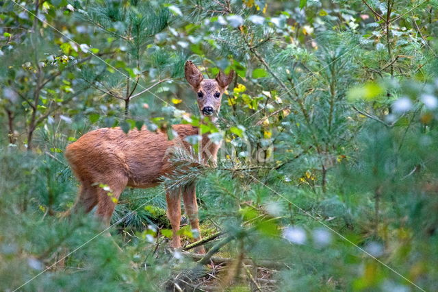 Roe Deer (Capreolus capreolus)