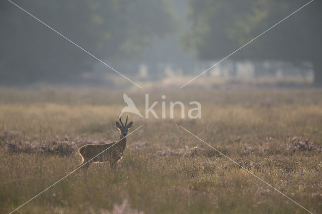 Roe Deer (Capreolus capreolus)