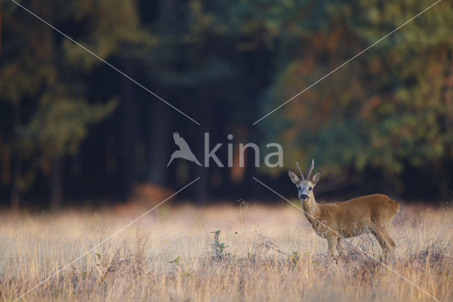 Roe Deer (Capreolus capreolus)