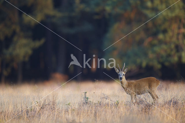 Roe Deer (Capreolus capreolus)