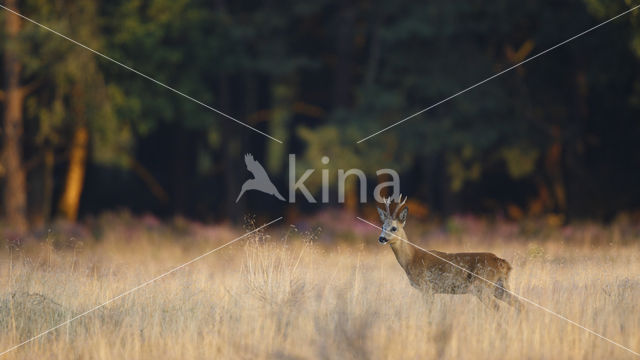 Roe Deer (Capreolus capreolus)