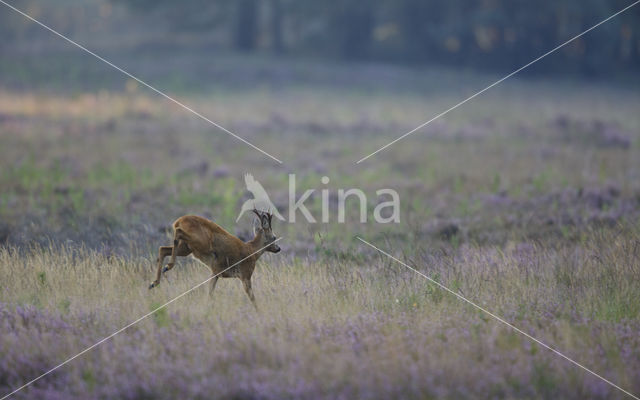 Roe Deer (Capreolus capreolus)