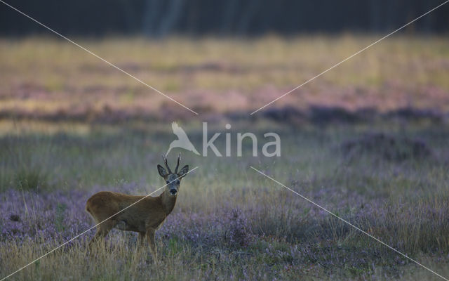 Roe Deer (Capreolus capreolus)